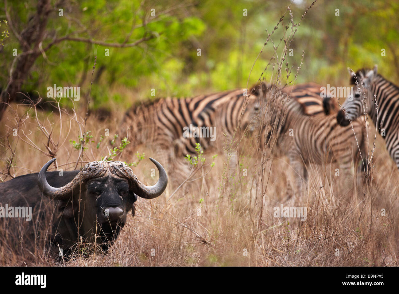Afrikanischer Büffel und eine Herde Zebras, Krüger Nationalpark, Südafrika Stockfoto