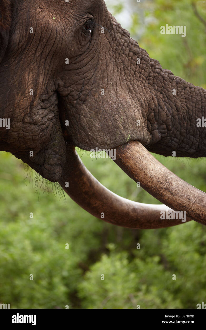 ein Detail von einem Elefanten Kopf und Stoßzähne, die Fütterung in den Busch, Krüger Nationalpark, Südafrika Stockfoto