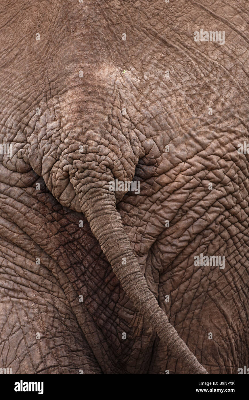 Detail der Elefanten Rückseite, Krüger Nationalpark, Südafrika Stockfoto