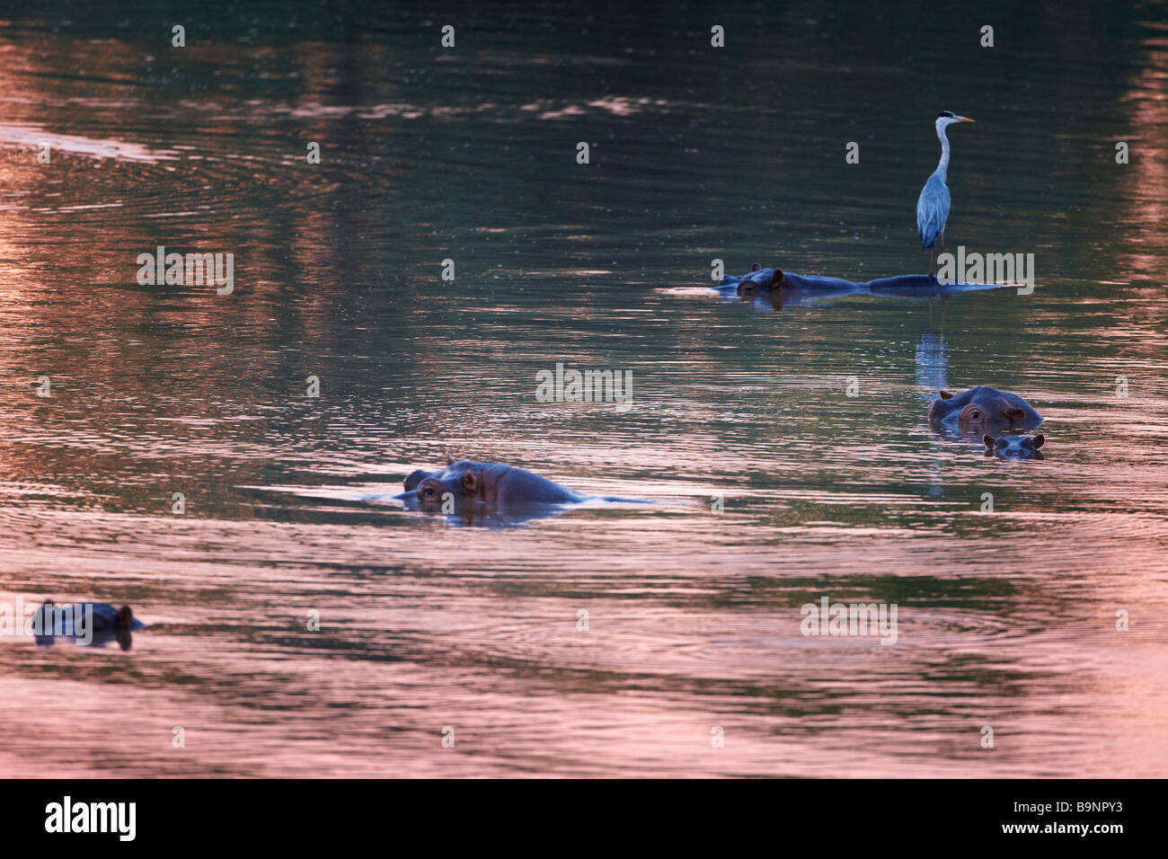 Ein Reiher thront auf einem Nilpferd in Shingwedzi River in der Morgendämmerung, Krüger Nationalpark, Südafrika Stockfoto