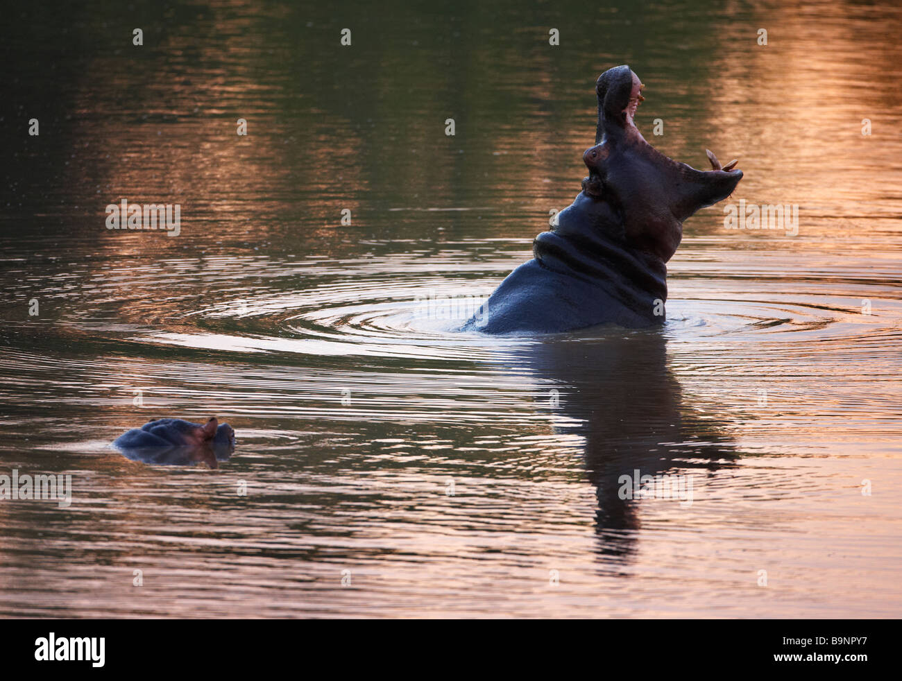 gähnende Nilpferd in einem Fluss, Krüger Nationalpark, Südafrika Stockfoto