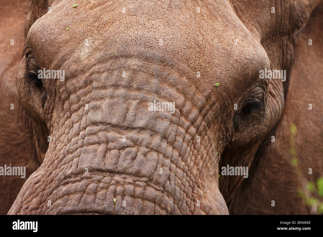 Detail der Elefant Porträt, Krüger Nationalpark, Südafrika Stockfoto