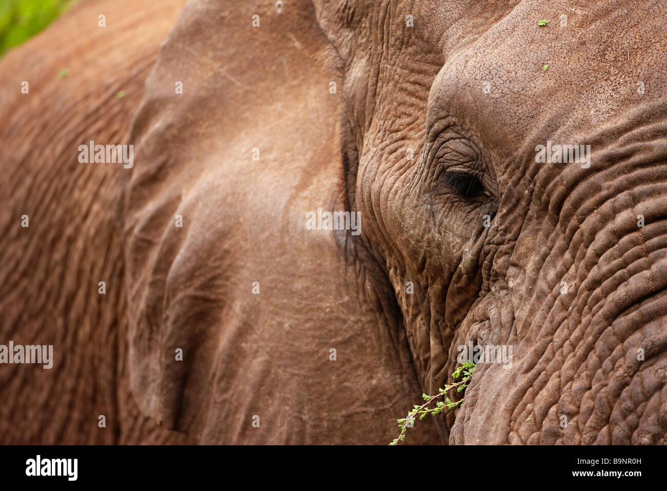 Nahaufnahme Detail des afrikanischen Elefanten im Busch, Krüger Nationalpark, Südafrika Stockfoto