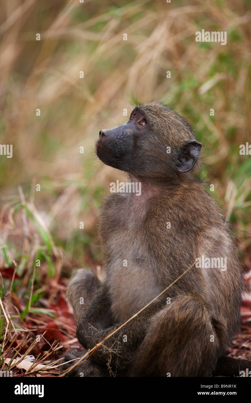 Chacma Pavian in den Busch, Krüger Nationalpark, Südafrika Stockfoto