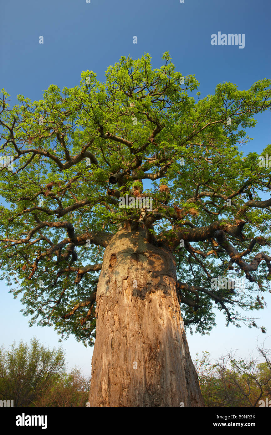 Boabab Baum, Krüger Nationalpark, Südafrika Stockfoto