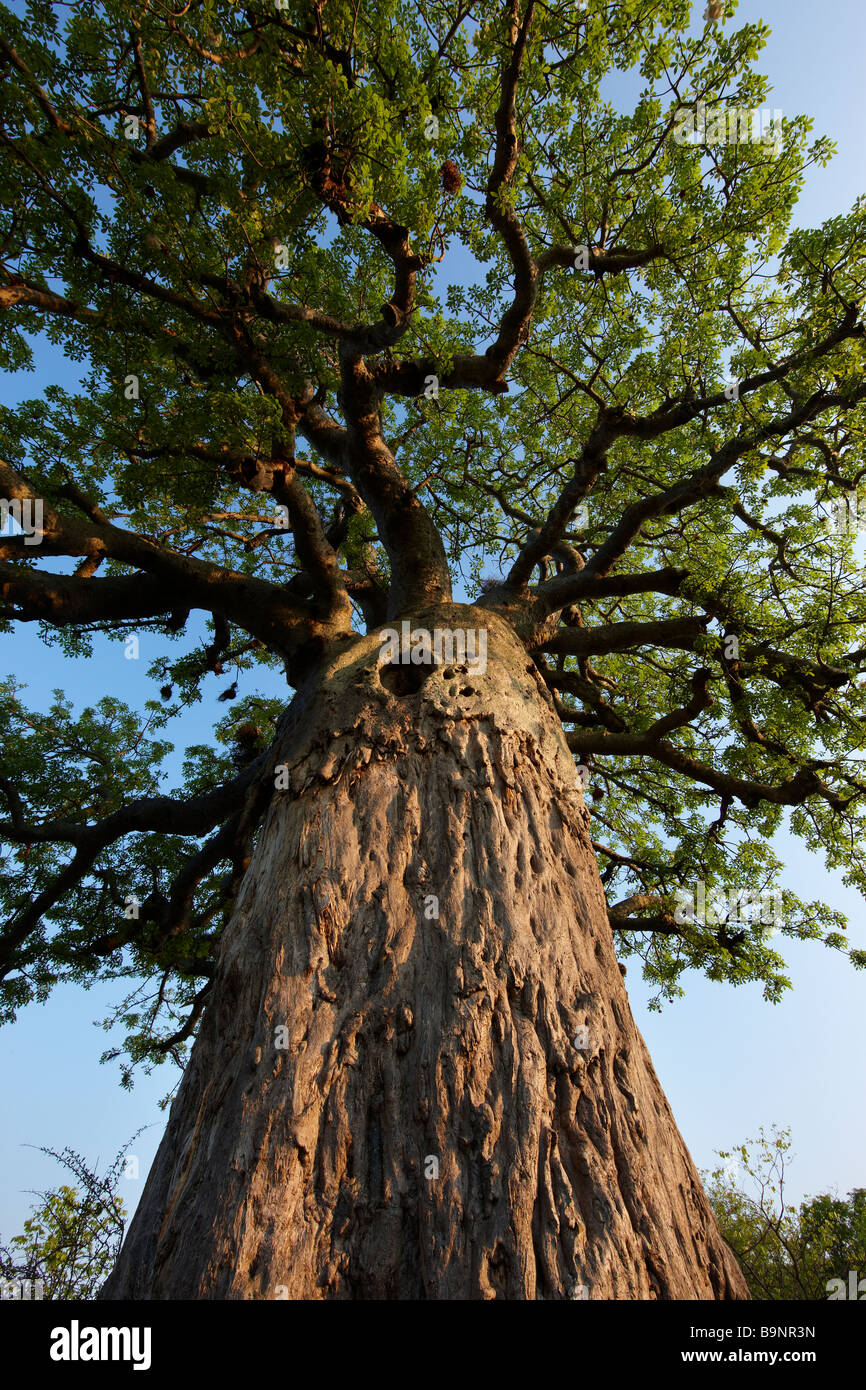 Boabab Baum, Krüger Nationalpark, Südafrika Stockfoto
