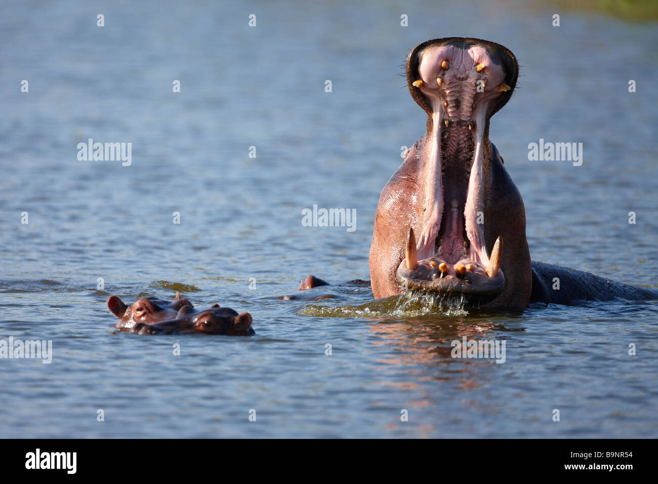 Nilpferd Gähnen in einem Fluss, Krüger Nationalpark, Südafrika Stockfoto