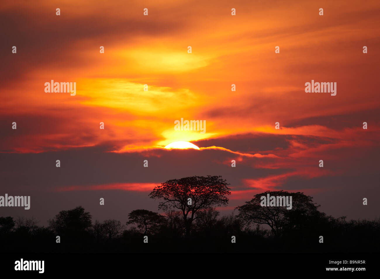 Silhouette der Mopane Bäume bei Sonnenuntergang, Krüger Nationalpark, Südafrika Stockfoto