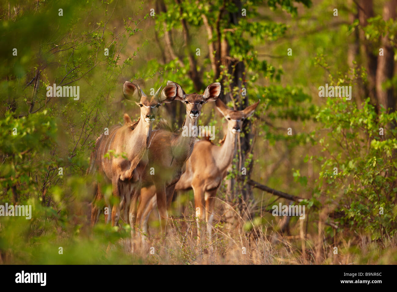 drei Kudu Mutterschafe im Busch, Krüger Nationalpark, Südafrika Stockfoto