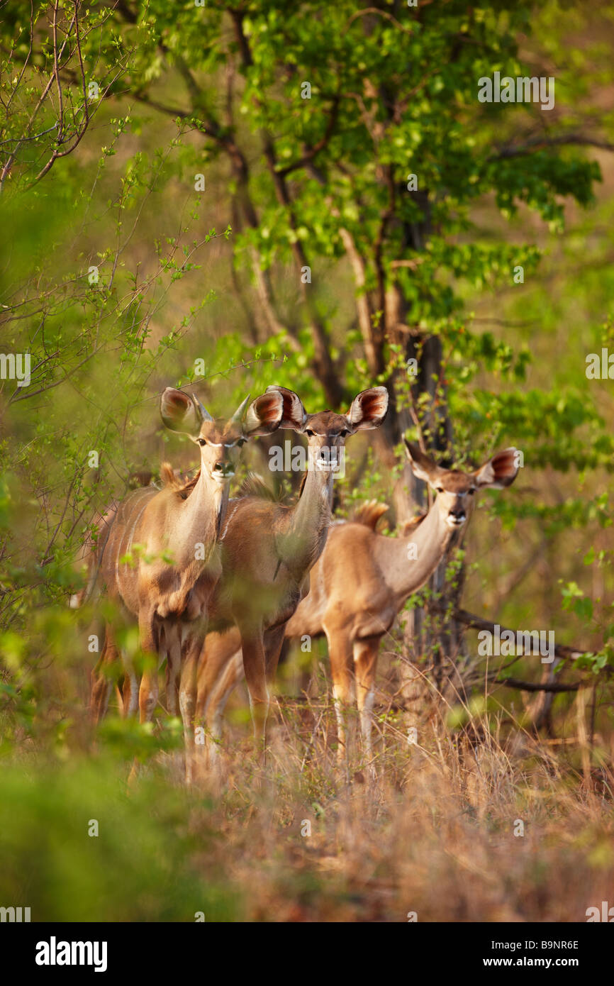 drei Kudu Mutterschafe im Busch, Krüger Nationalpark, Südafrika Stockfoto