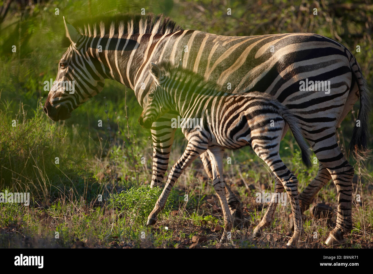 Burchells Zebra mit Fohlen in den Busch, Krüger Nationalpark, Südafrika Stockfoto