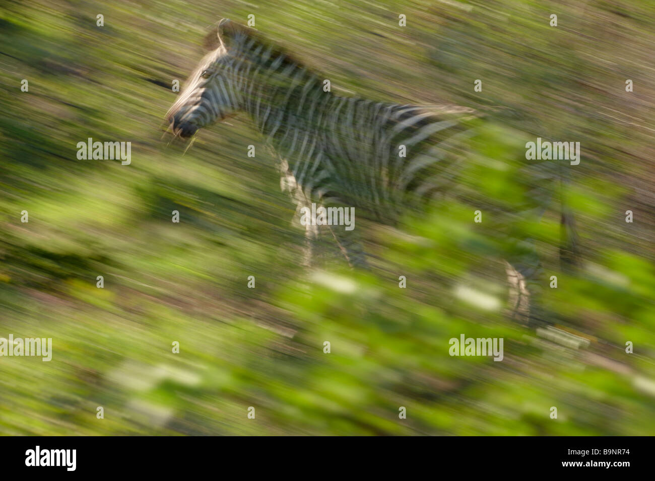 einsame Burchells Zebra unterwegs, Krüger Nationalpark, Südafrika Stockfoto
