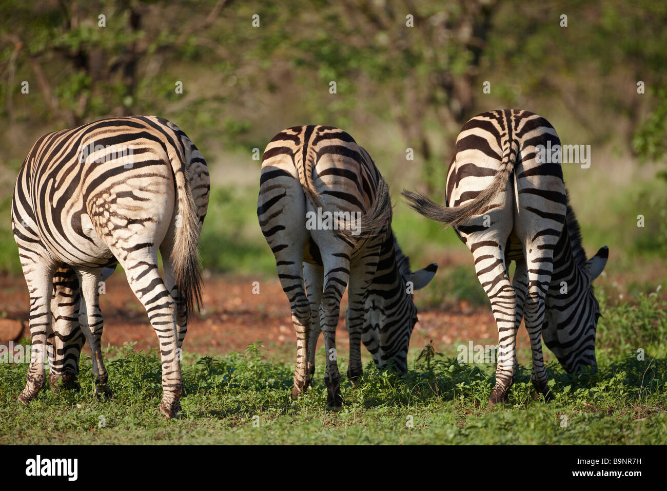 Rückansicht der drei Burchells Zebra Fütterung in den Busch, Krüger Nationalpark, Südafrika Stockfoto
