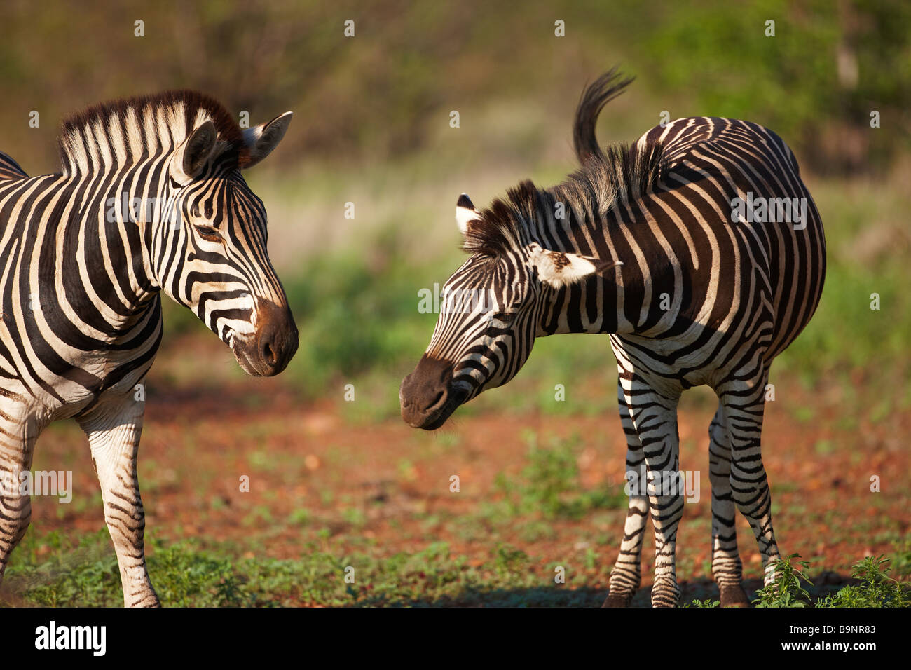 zwei Burchells Zebra in den Busch, Krüger Nationalpark, Südafrika Stockfoto