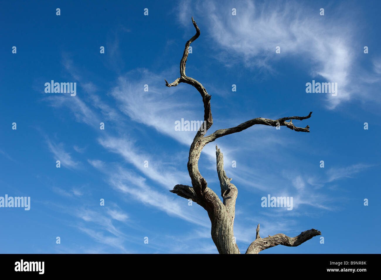 versteinerte toter Baum vor dramatischen gefiederten Himmel, Krüger Nationalpark, Südafrika Stockfoto
