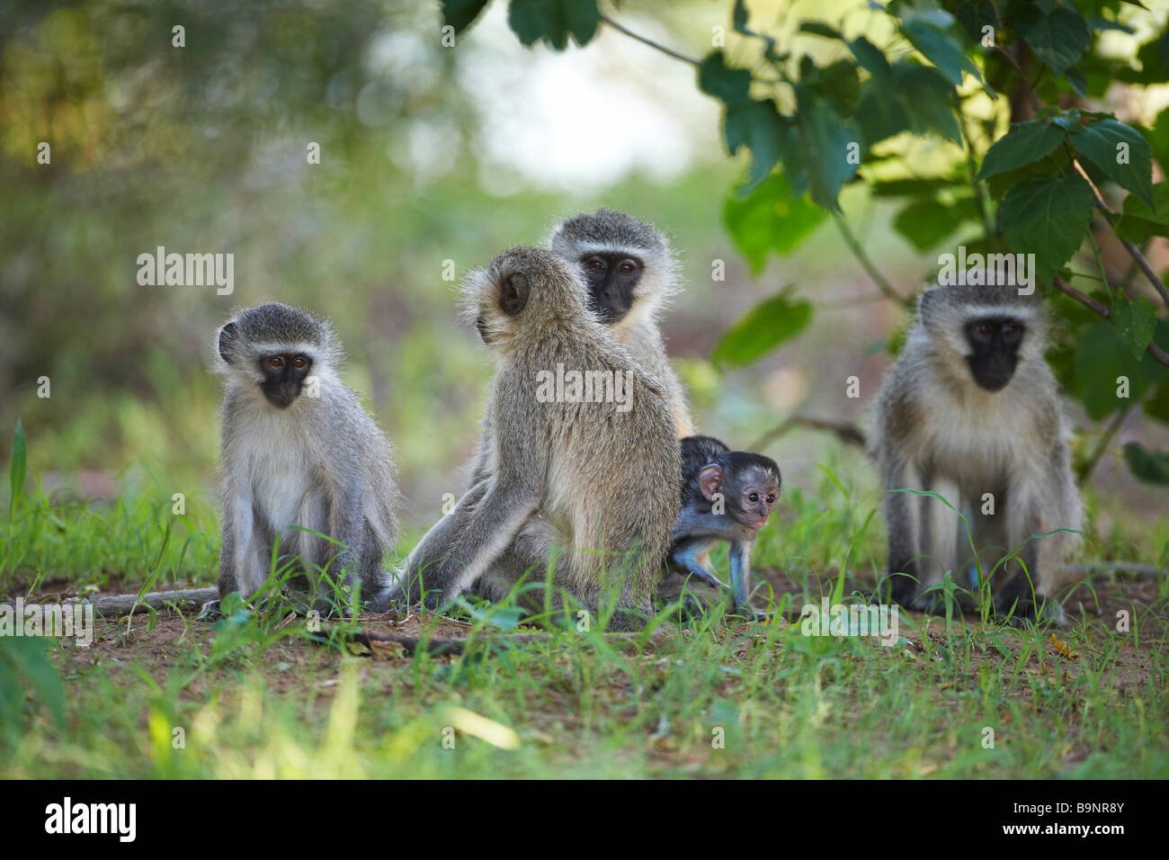 Familie von Vervet Affen mit jungen in den Busch, Krüger Nationalpark, Südafrika Stockfoto