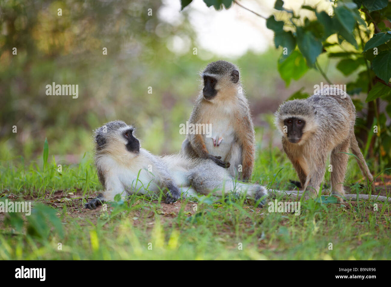 Familie von Vervet Affen in den Busch, Krüger Nationalpark, Südafrika Stockfoto