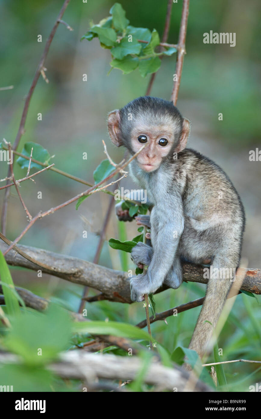 Baby Vervet Affen in einem Busch, Krüger Nationalpark, Südafrika Stockfoto