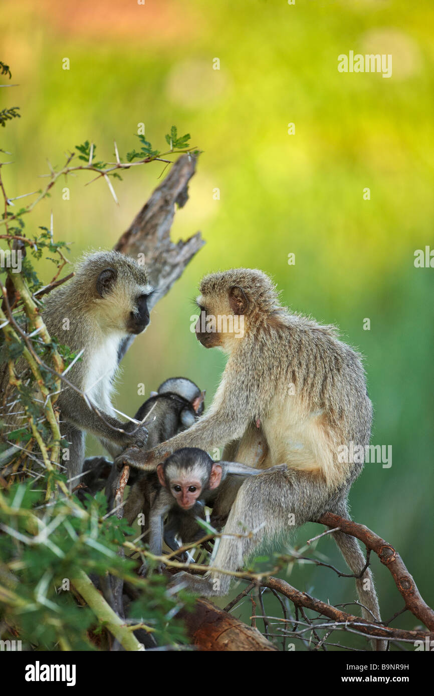 zwei Erwachsene weibliche Vervet Affen, mit Babys in den Busch, Krüger Nationalpark, Südafrika Stockfoto