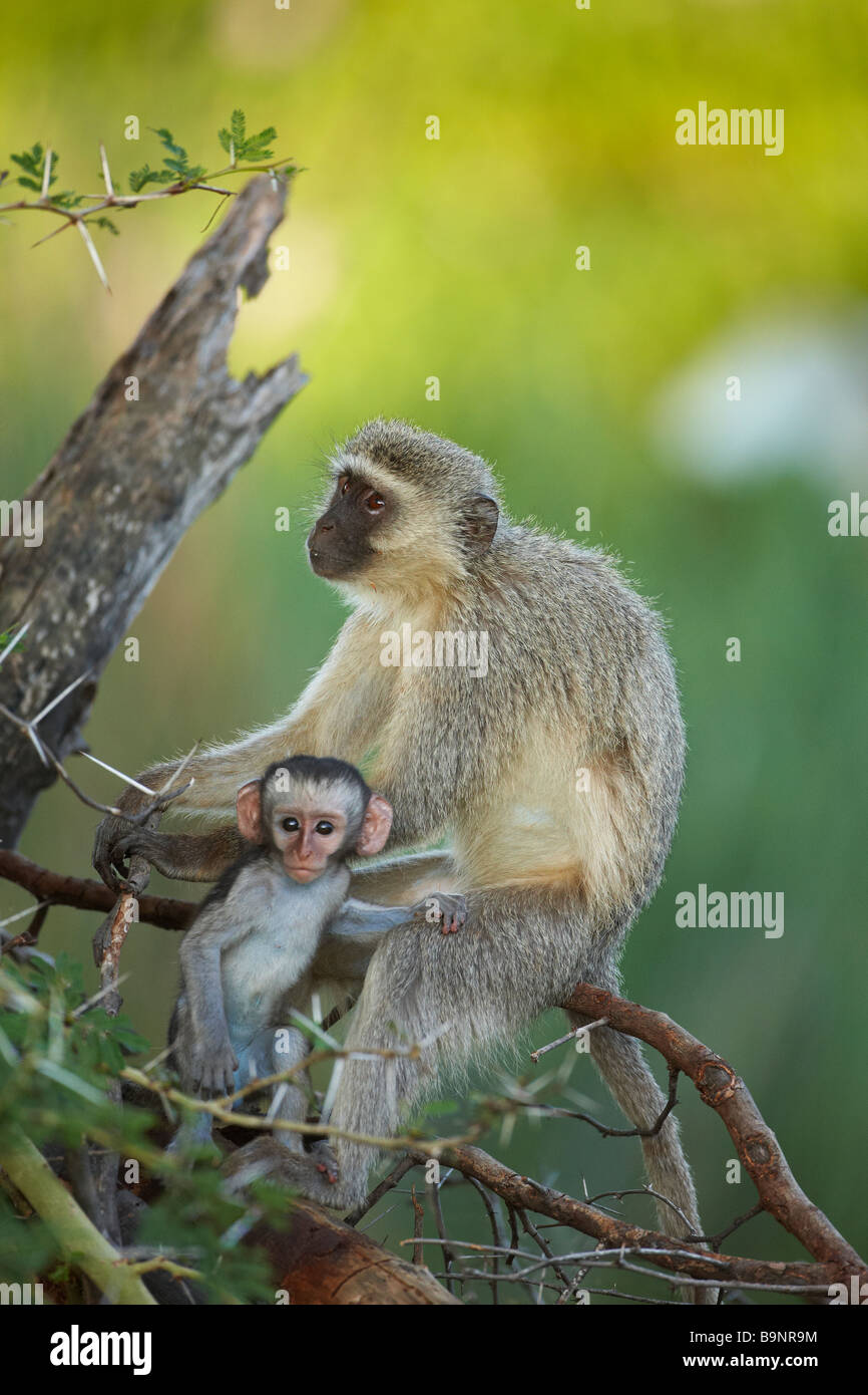weibliche Erwachsene Vervet Affen mit Baby im Busch, Krüger Nationalpark, Südafrika Stockfoto