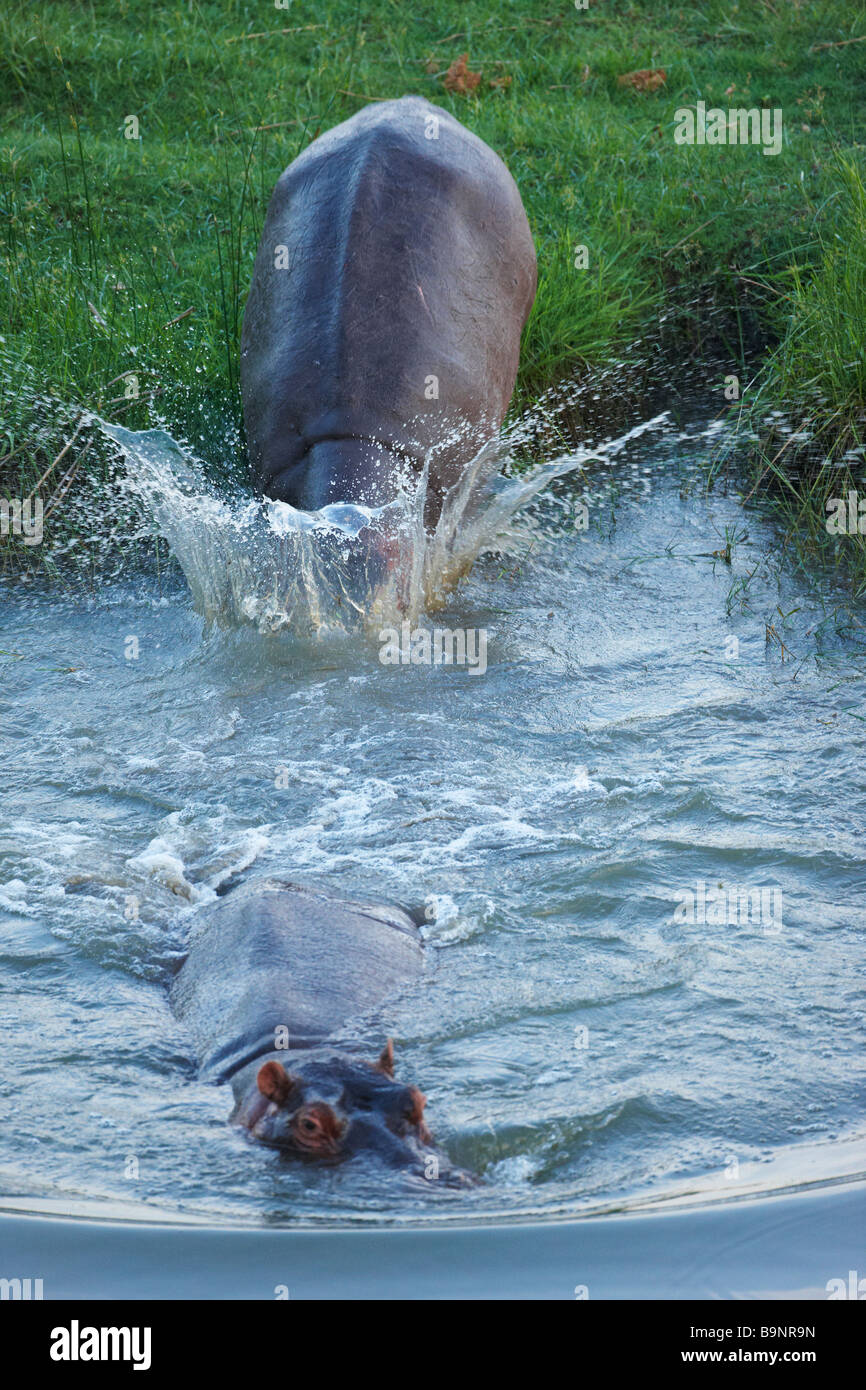 zwei Nilpferd, die Rückkehr zu einem Fluss, Krüger Nationalpark, Südafrika Stockfoto