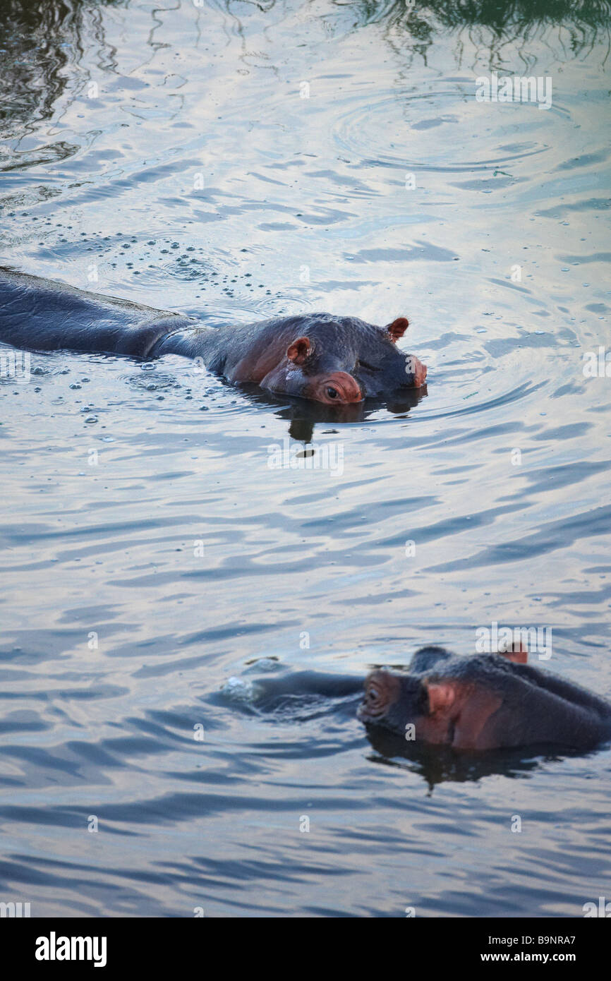 zwei Nilpferd in einem Fluss, Krüger Nationalpark, Südafrika Stockfoto