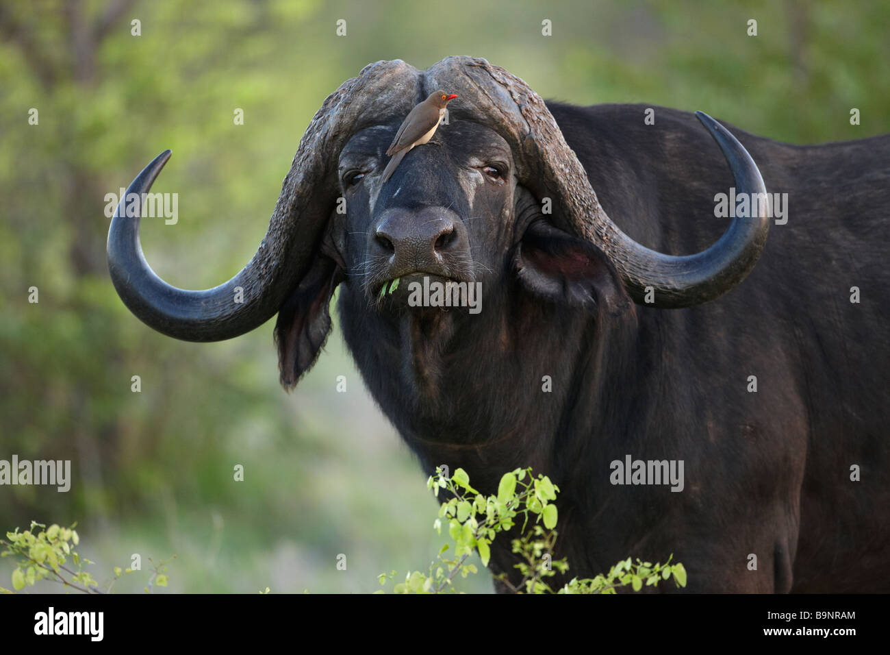 eine rote abgerechneten Oxpecker thront auf der Nase eines Büffels, Krüger Nationalpark, Südafrika Stockfoto