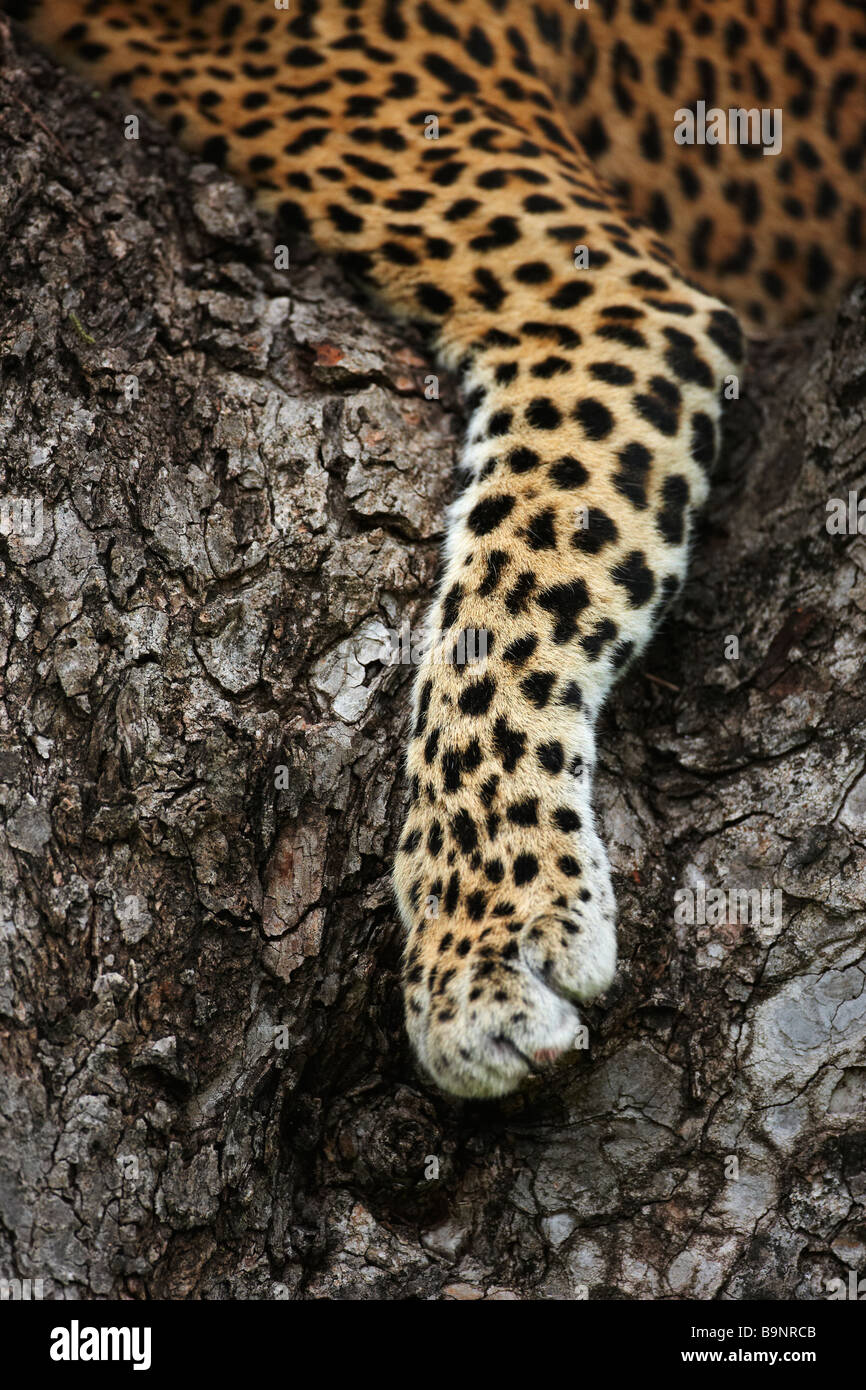 Detail der Leopard Pfote in einem Baum, Krüger Nationalpark, Südafrika Stockfoto