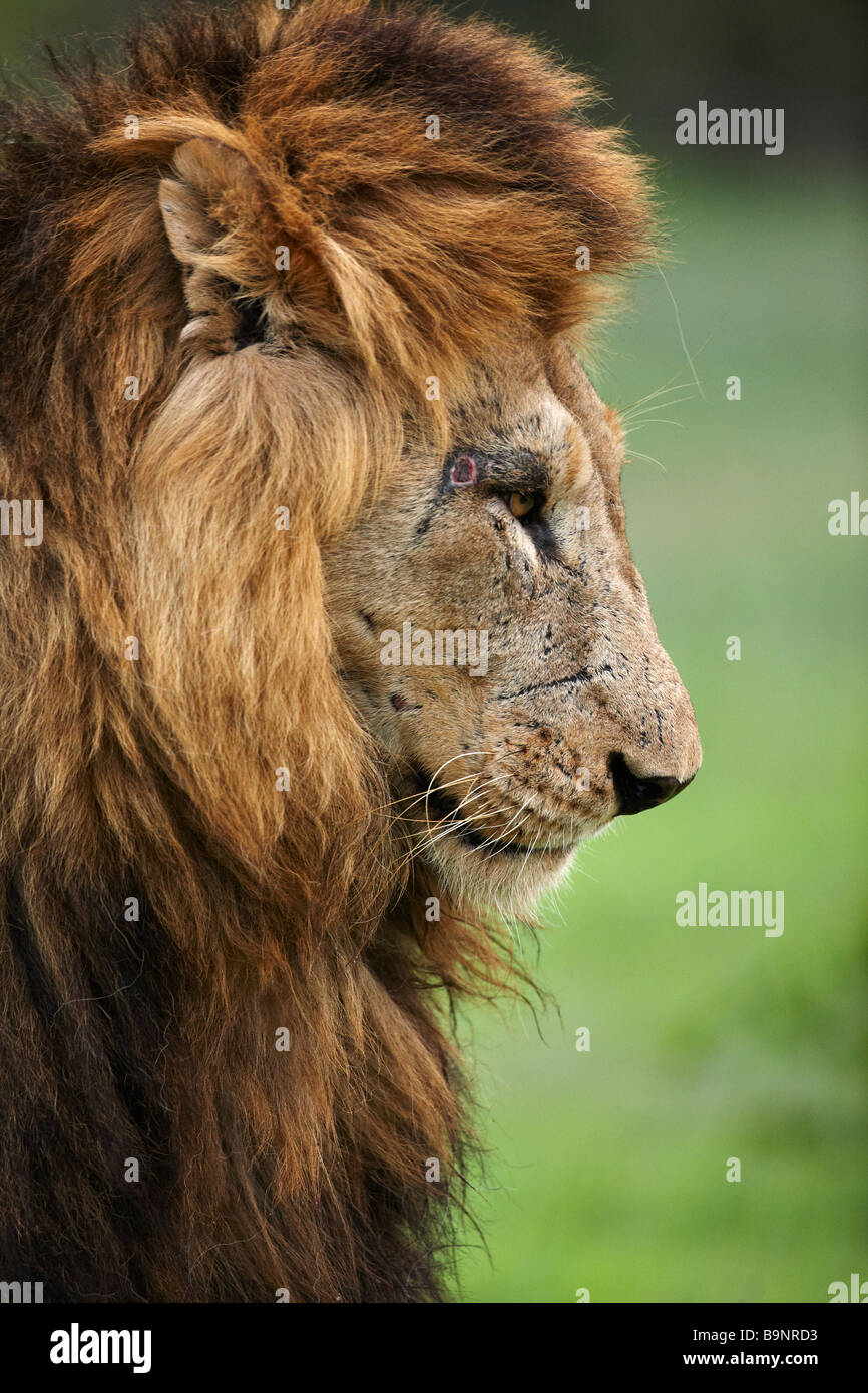 Porträt des Löwen in den Busch, Krüger Nationalpark, Südafrika Stockfoto