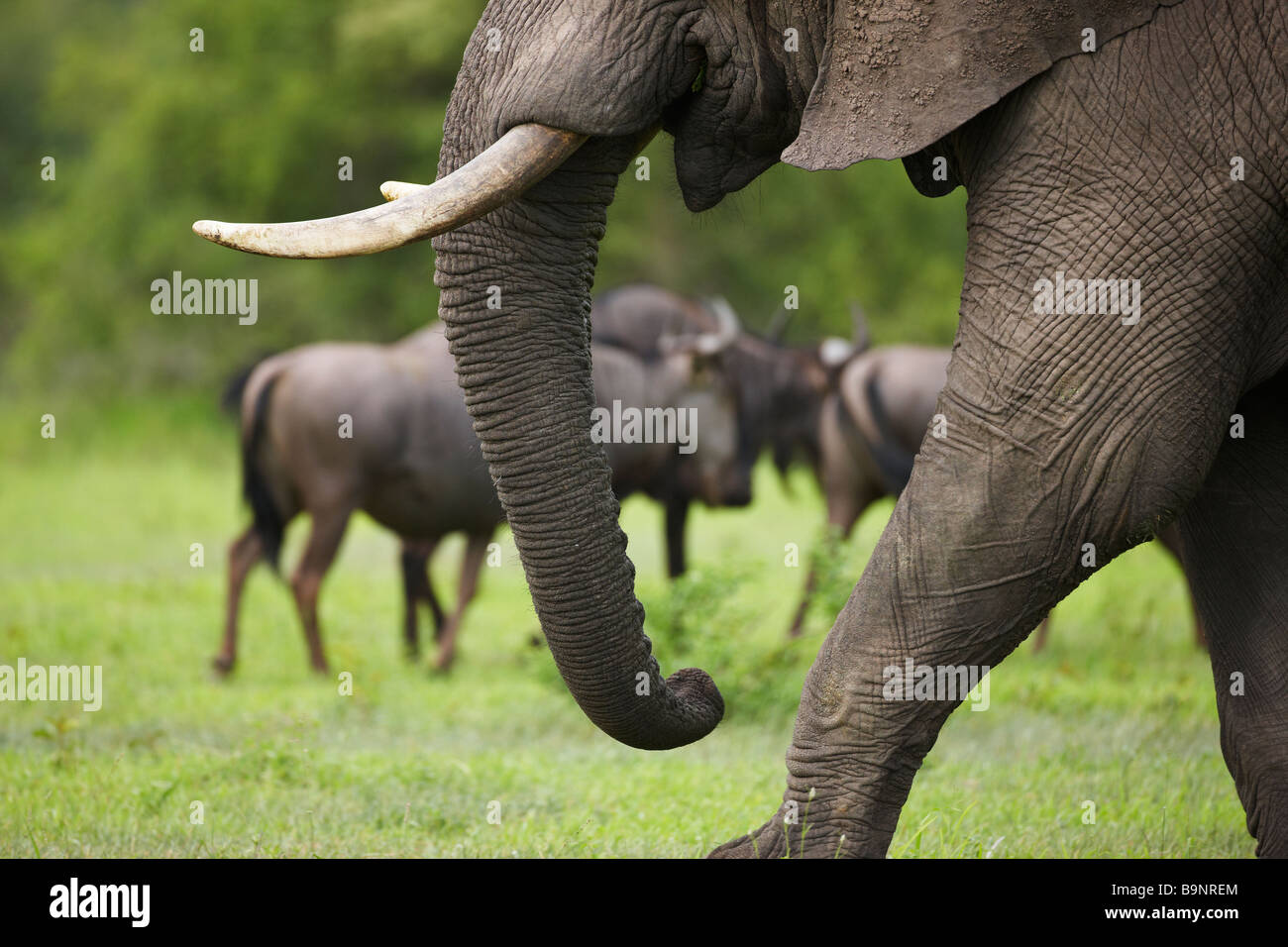 Detail des afrikanischen Elefanten Bein und Rumpf mit Gnus, Krüger Nationalpark, Südafrika Stockfoto
