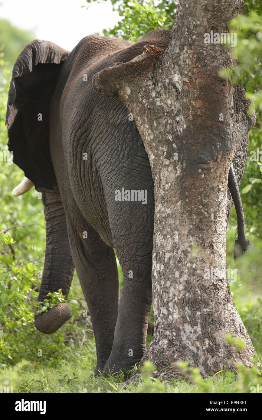 Afrikanischer Elefant rieb seine Rückseite auf einem Baum, Krüger Nationalpark, Südafrika Stockfoto