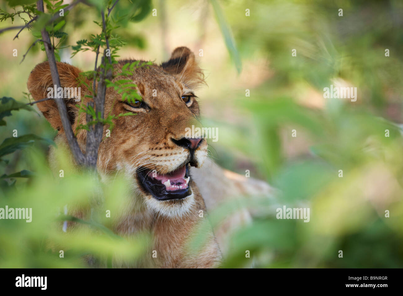 Löwe ruht in den Busch, Krüger Nationalpark, Südafrika Stockfoto