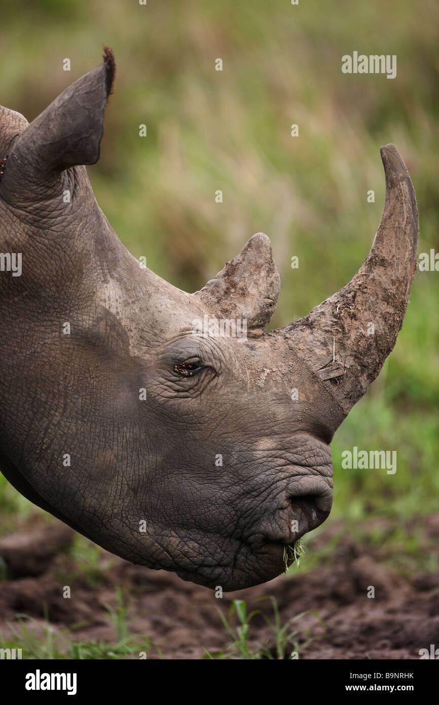 Porträt von Breitmaulnashörner grasen in den Busch, Krüger Nationalpark, Südafrika Stockfoto