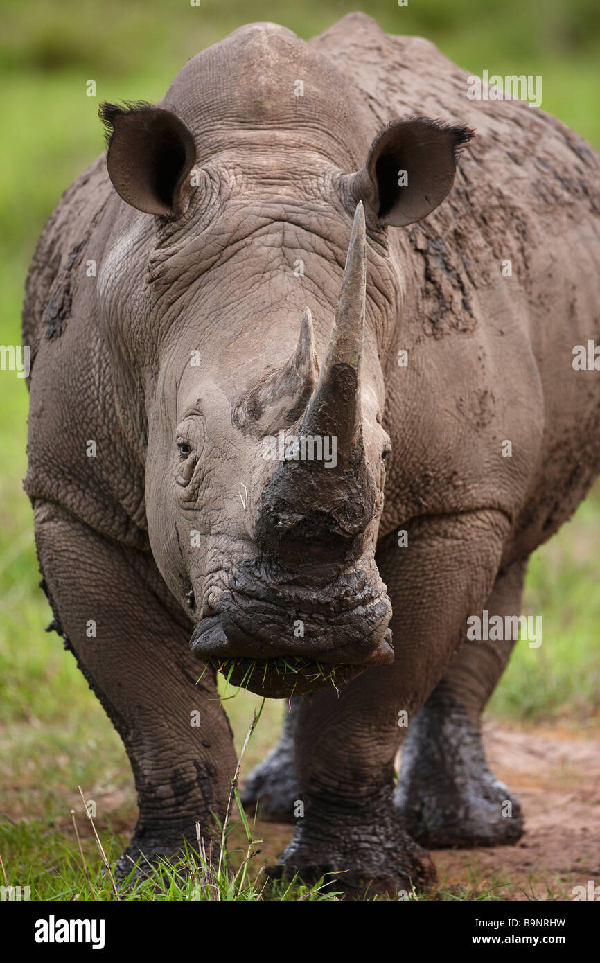 Breitmaulnashörner im Busch, Krüger Nationalpark, Südafrika Stockfoto