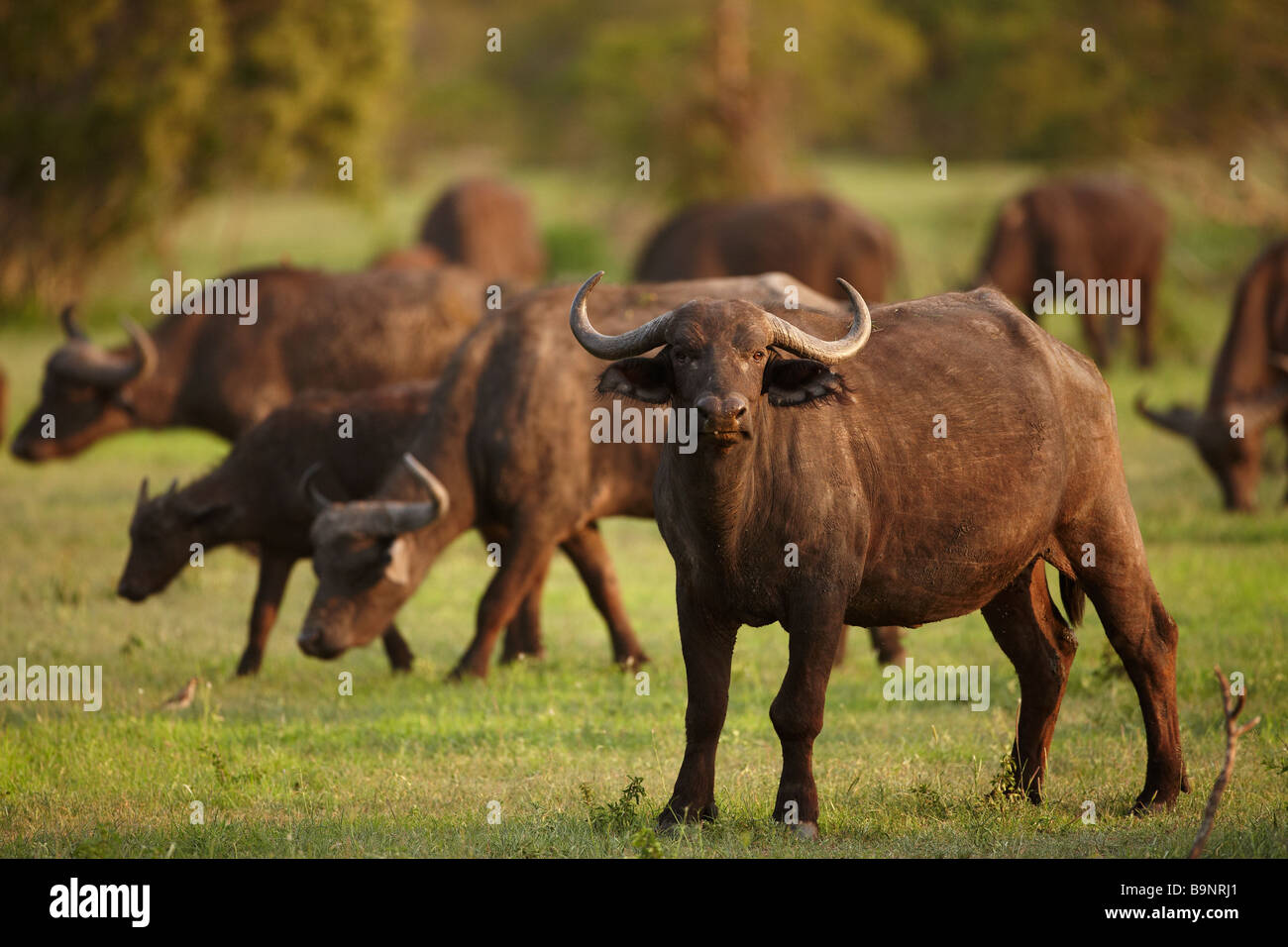 Herde von afrikanischer Büffel, Krüger Nationalpark, Südafrika Stockfoto