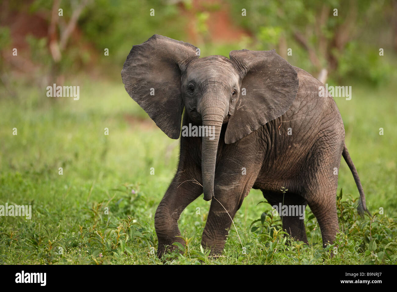 spielerische einsamer Elefantenbaby in den Busch, Krüger Nationalpark, Südafrika Stockfoto