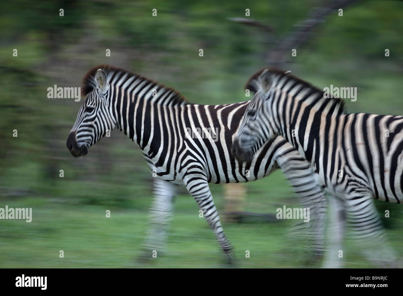 Zebra in Bewegung, Krüger Nationalpark, Südafrika Stockfoto