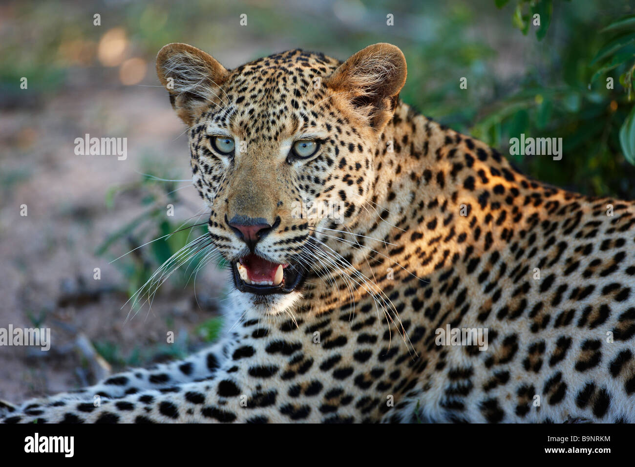 Leoparden ruht in den Busch, Krüger Nationalpark, Südafrika Stockfoto