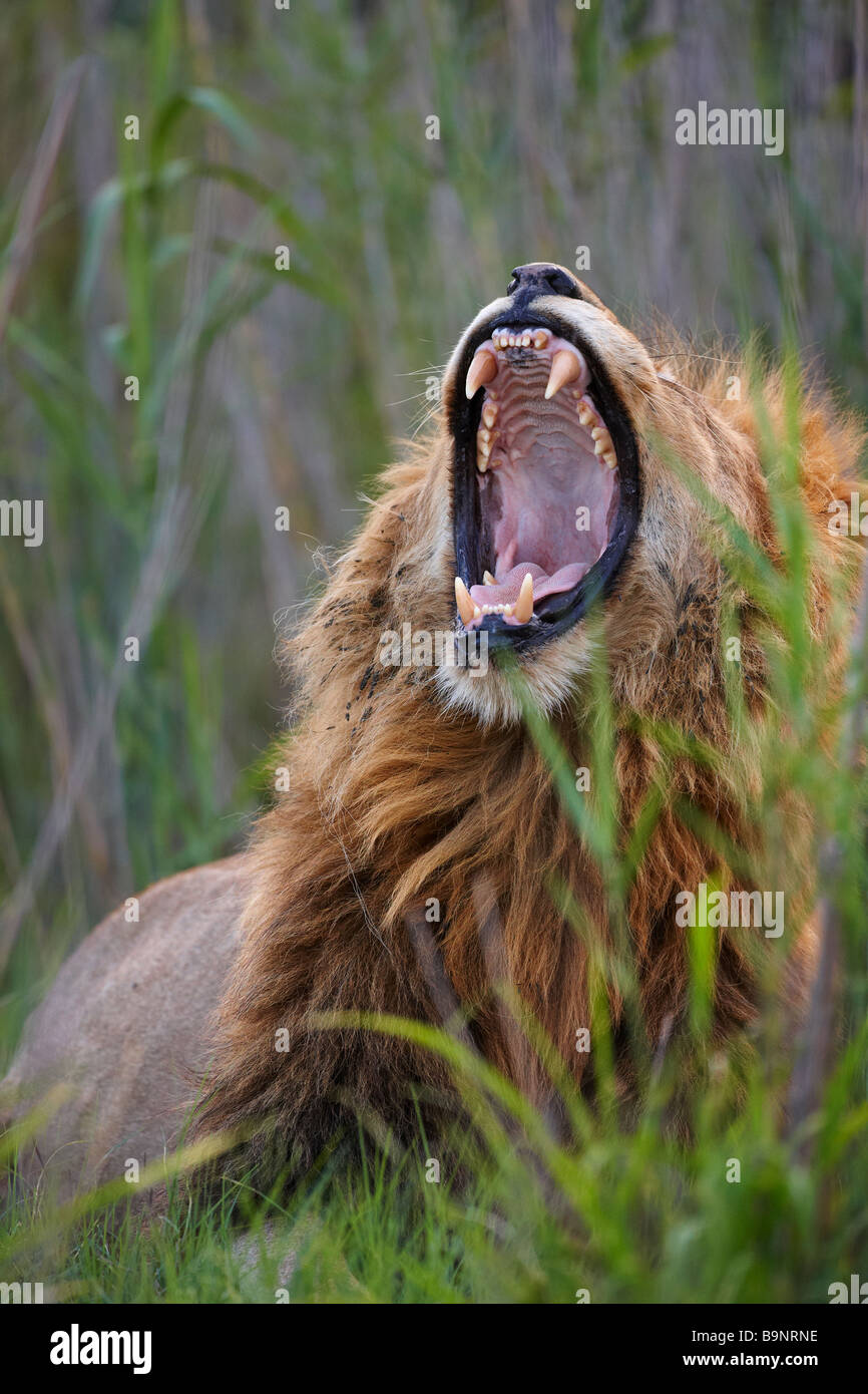 Löwen Gähnen im Busch, Krüger Nationalpark, Südafrika Stockfoto