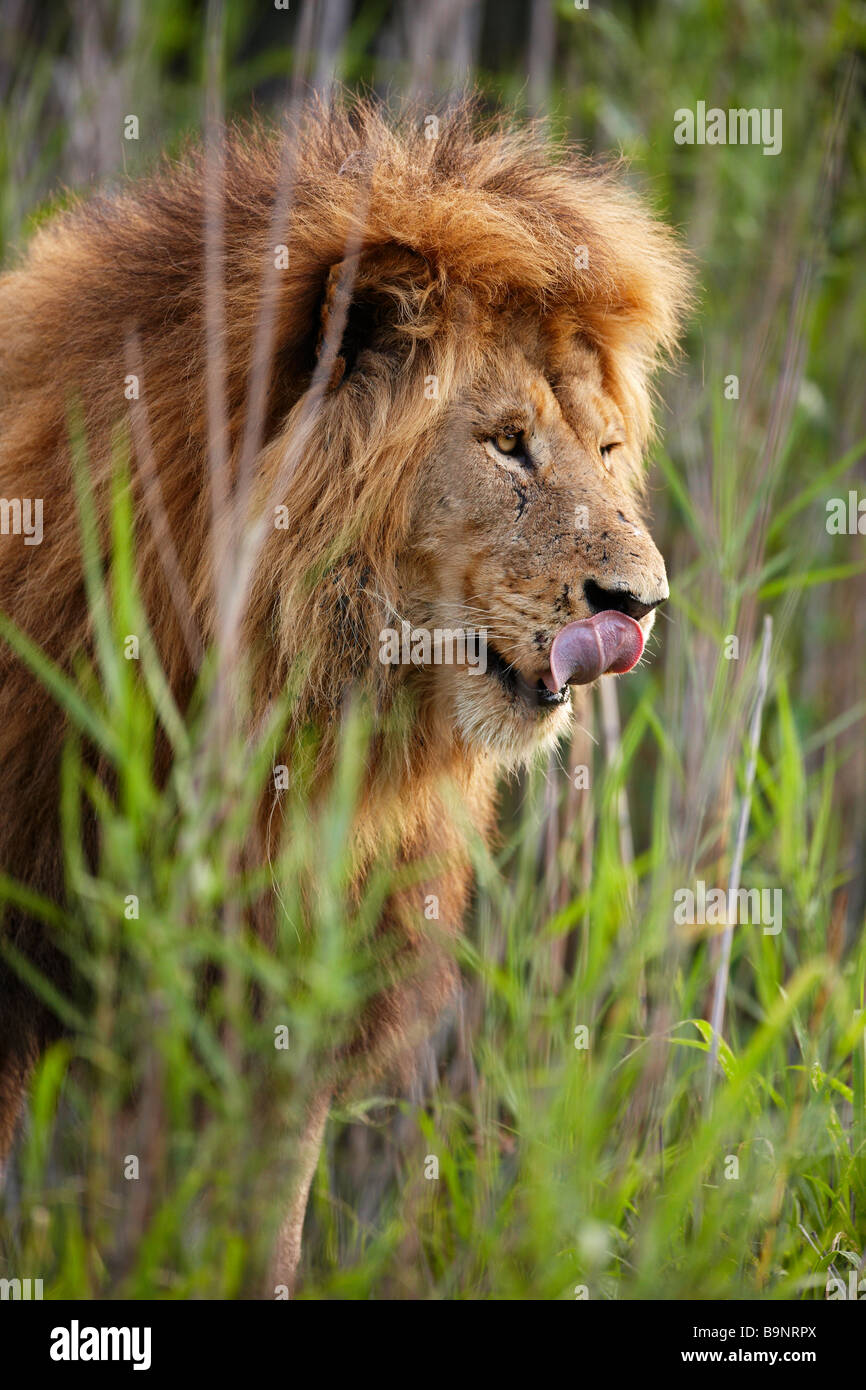 Porträt eines männlichen Löwen leckte seine Lippen in den Busch, Krüger Nationalpark, Südafrika Stockfoto