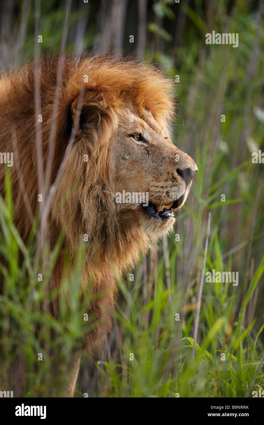 Porträt eines männlichen Löwen in den Busch, Krüger Nationalpark, Südafrika Stockfoto