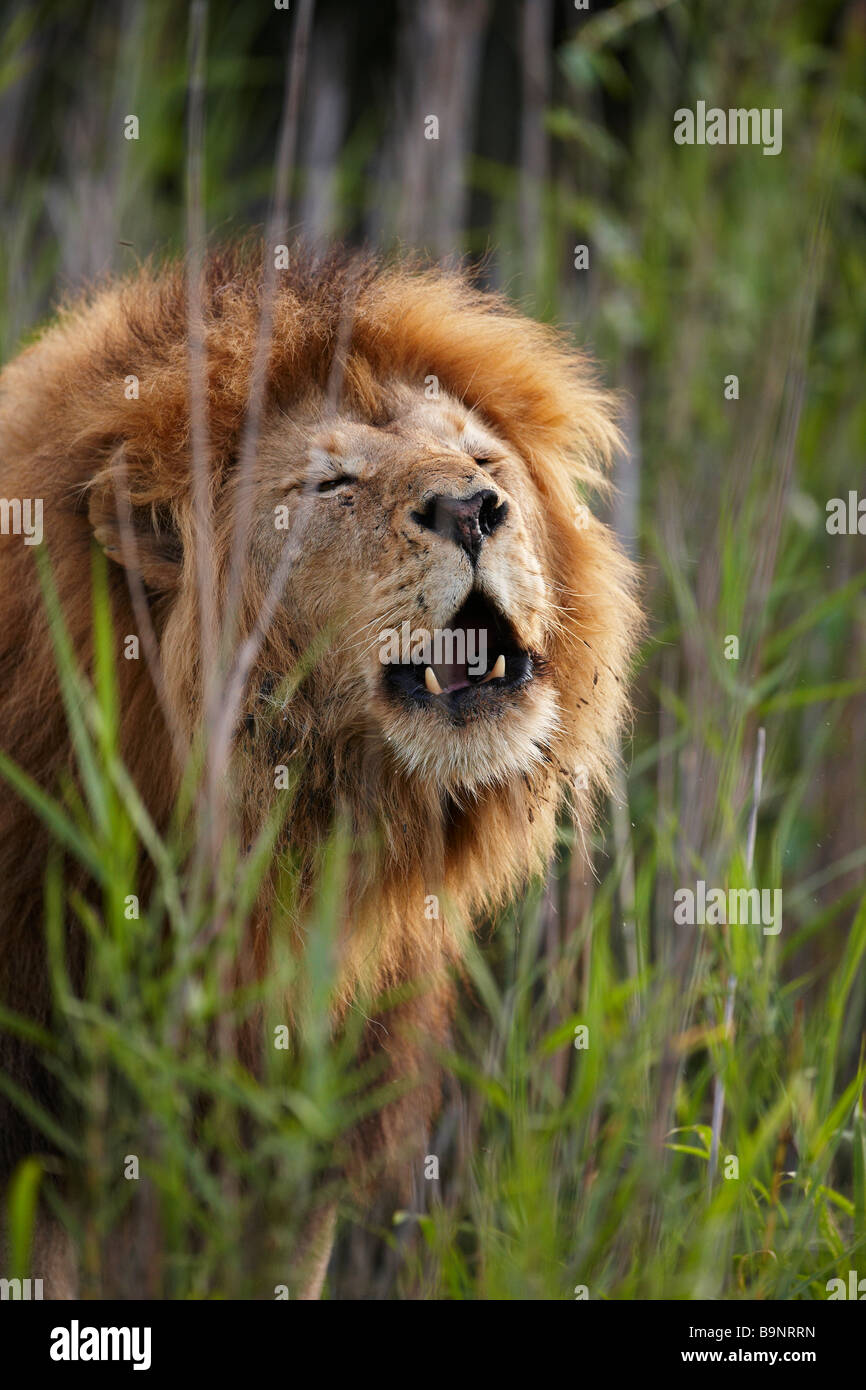 Porträt eines männlichen Löwen brüllen in den Busch, Krüger Nationalpark, Südafrika Stockfoto