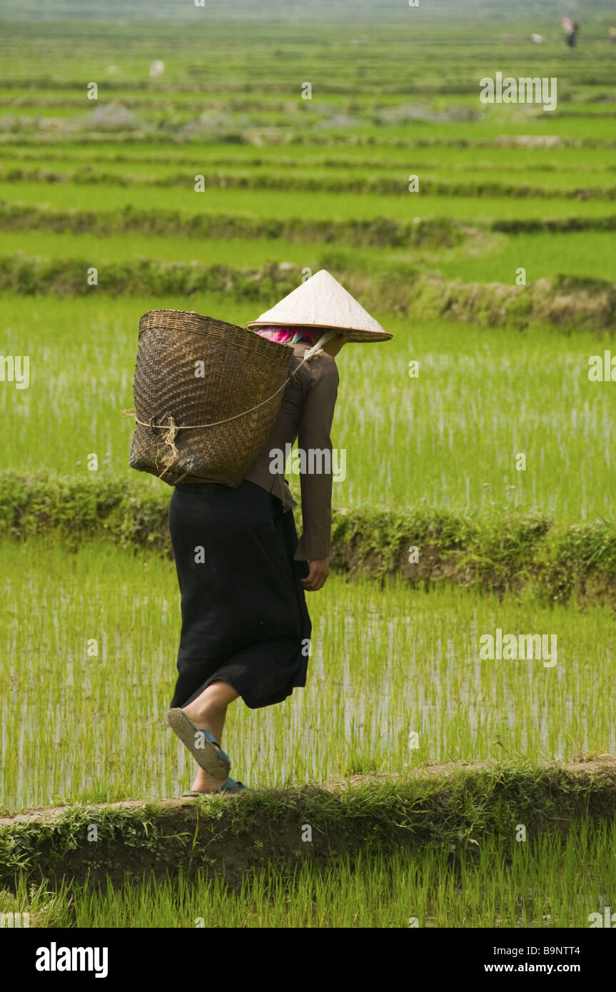 Landwirt in die Reisfelder in der Nähe von Sapa Vietnam Stockfoto