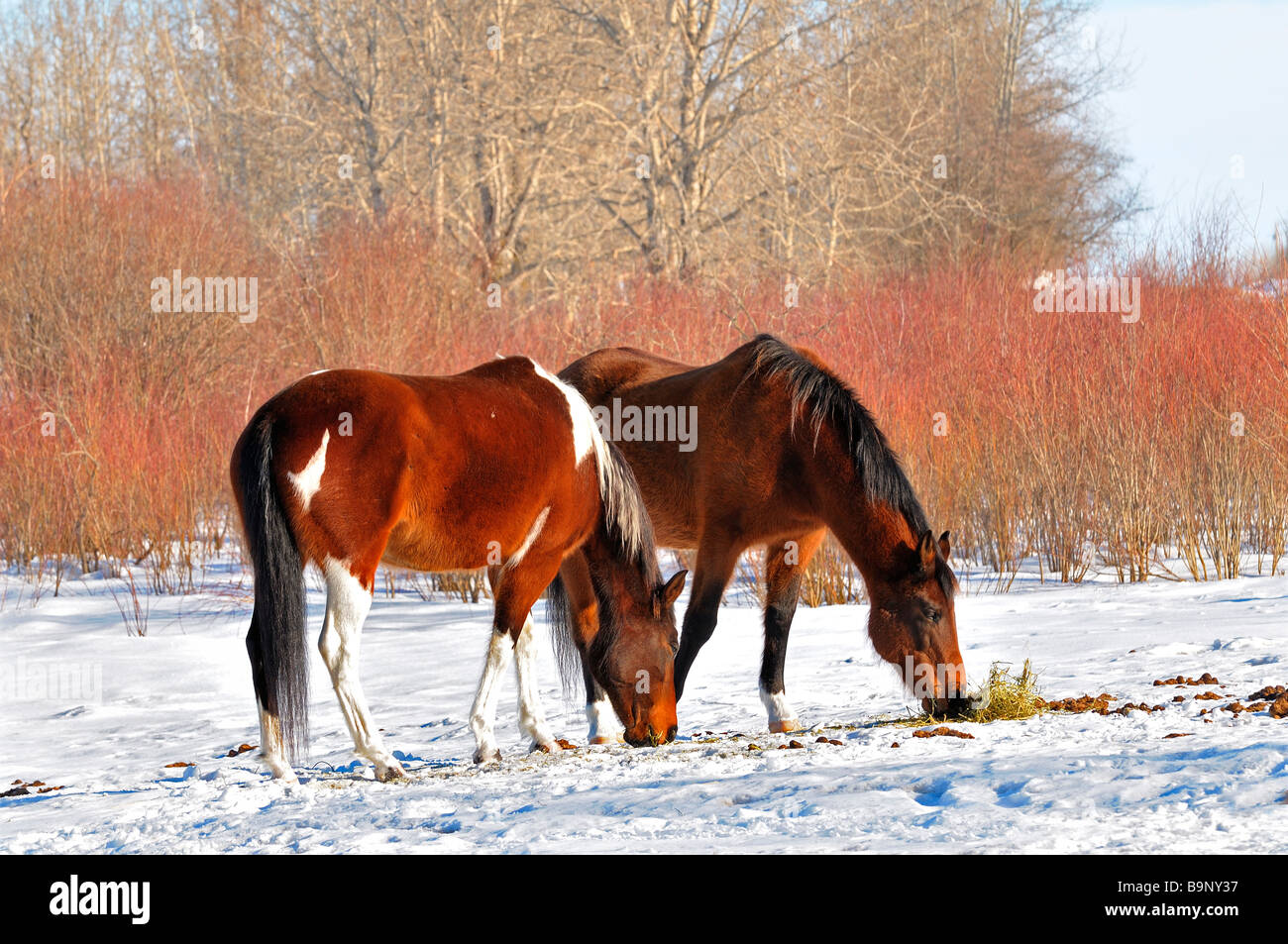 Pferde 09196 Stockfoto