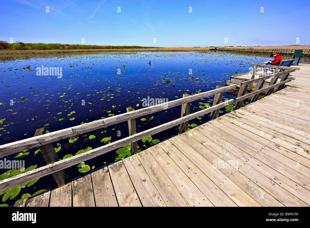 Marsh Boardwalk Point Pelee Nationalpark Leamington Ontario Kanada Stockfoto