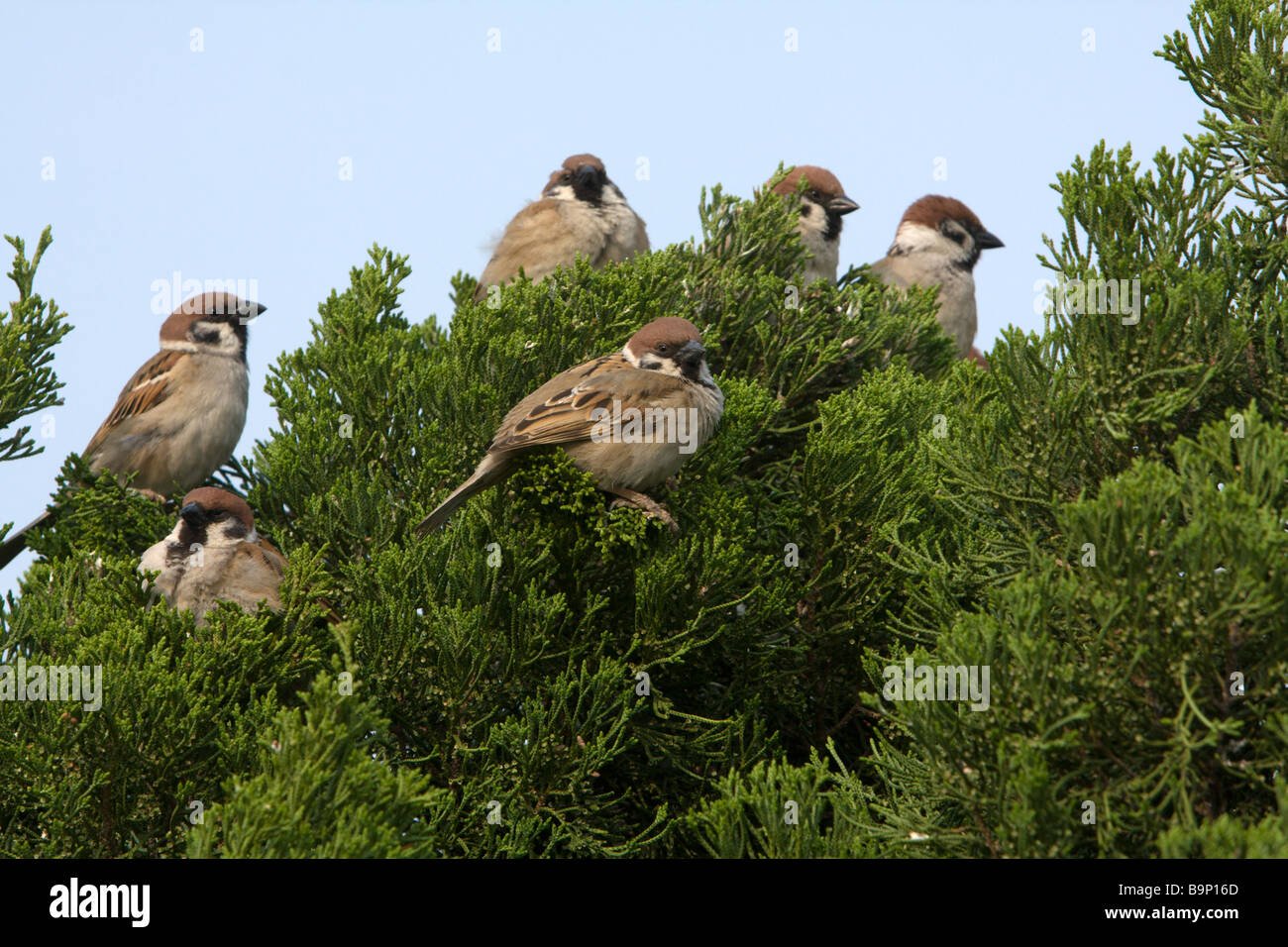 Eurasischen baum Spatzen (Passer montanus) aus Vögel auf Pine Tree, Taichung, Taiwan Stockfoto