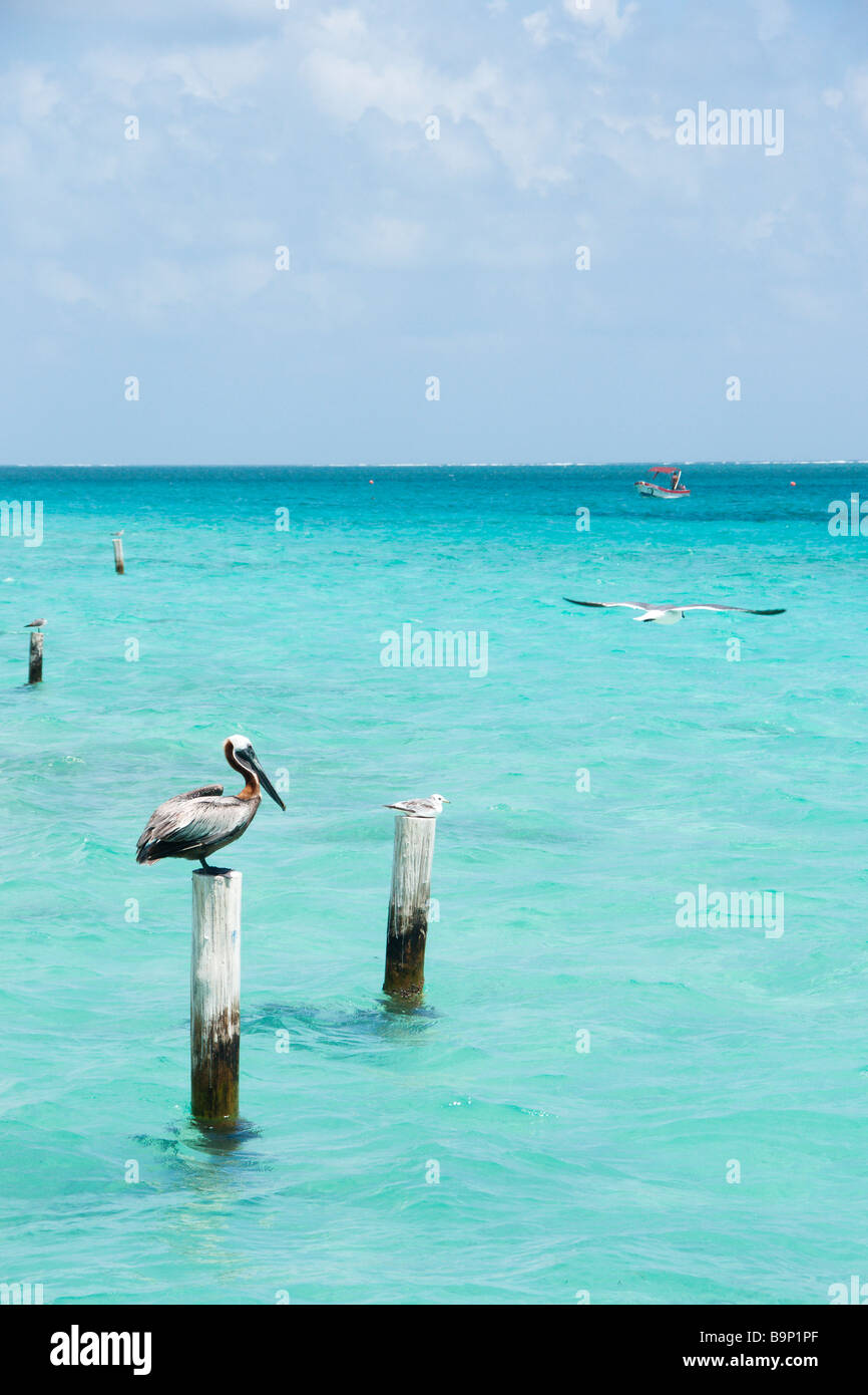 Mexiko Yucatan Puerto Morelos - Seevögel putzen am Liegeplatz Beiträge, Pelikan und Möwe Stockfoto