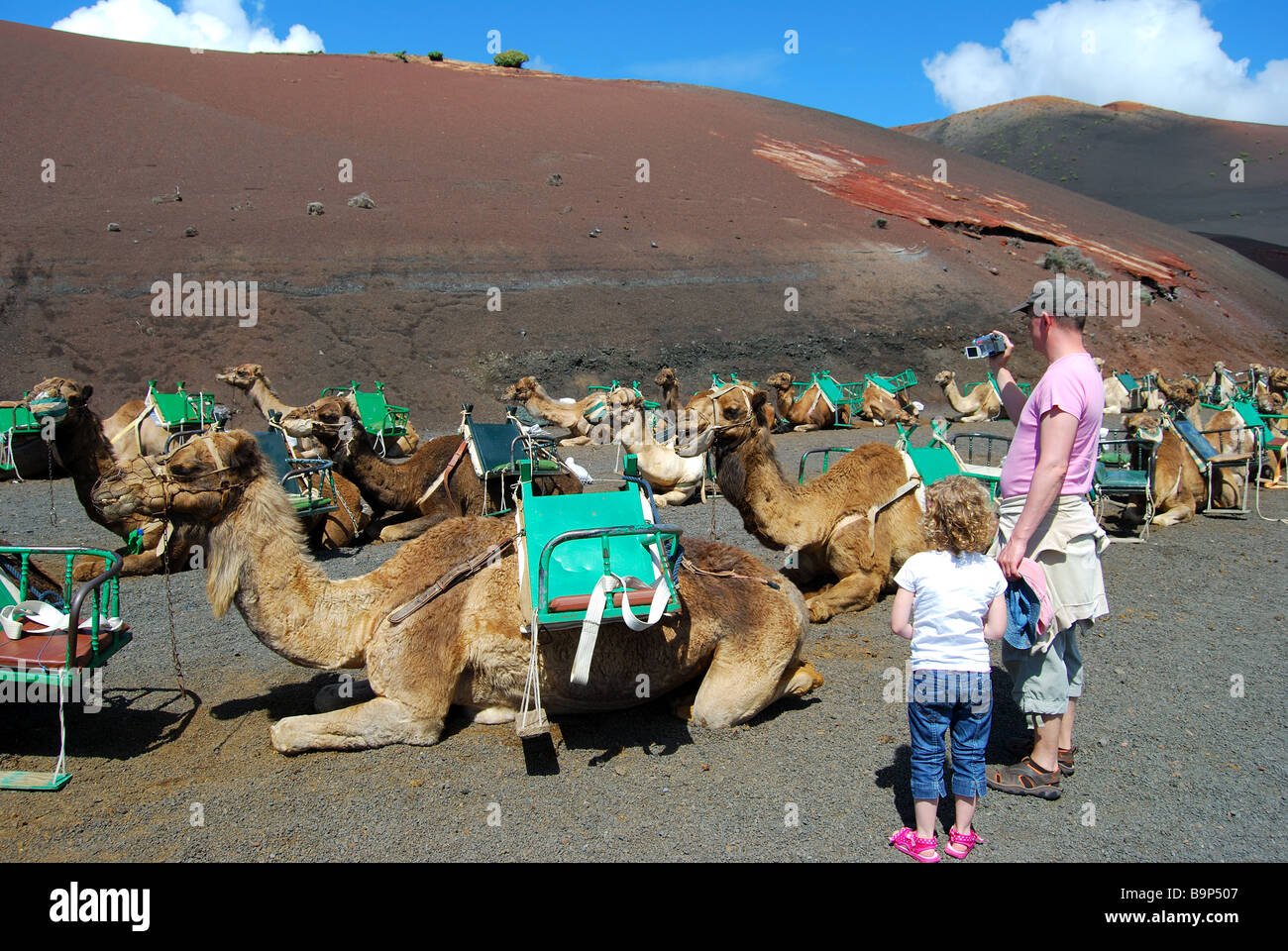 Kamel reitet, Nationalpark Timanfaya, Lanzarote, Kanarische Inseln, Spanien Stockfoto