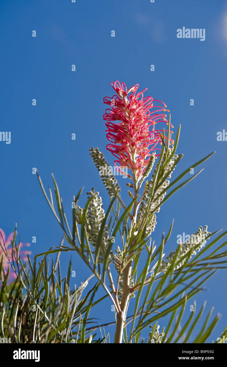 Grevillea banksii Stockfoto