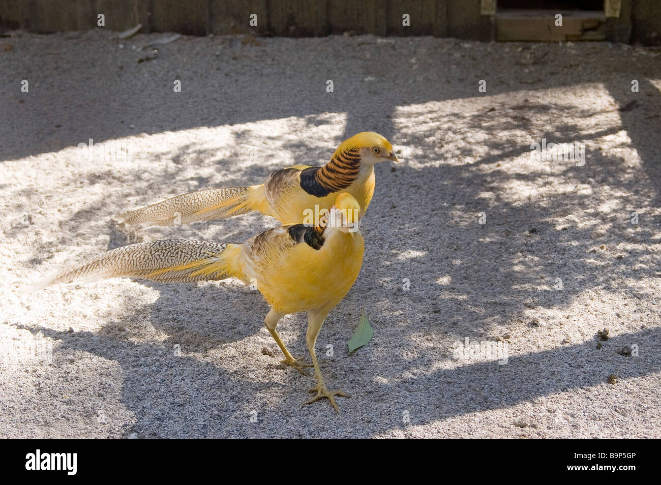 exotische Vögel in einem öffentlichen Park in Owen Sound, Ontario Kanada Stockfoto
